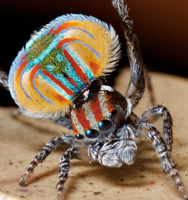 Weird Spiders - [peacock Spider - maratus volans