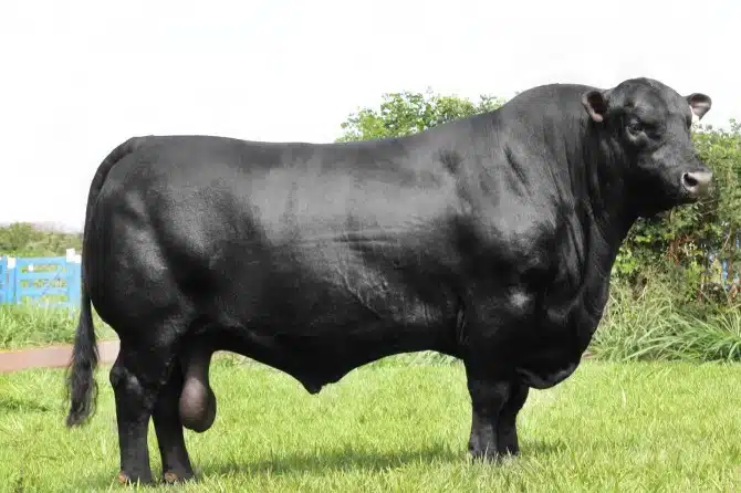 Cannibalism is best - aberdeen angus