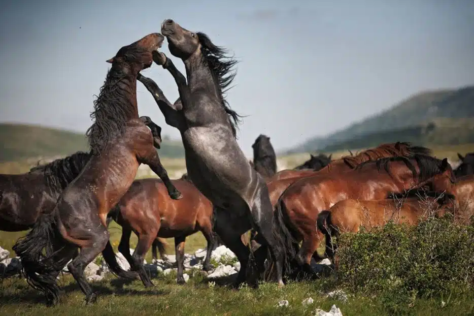 Nature Photographs 8