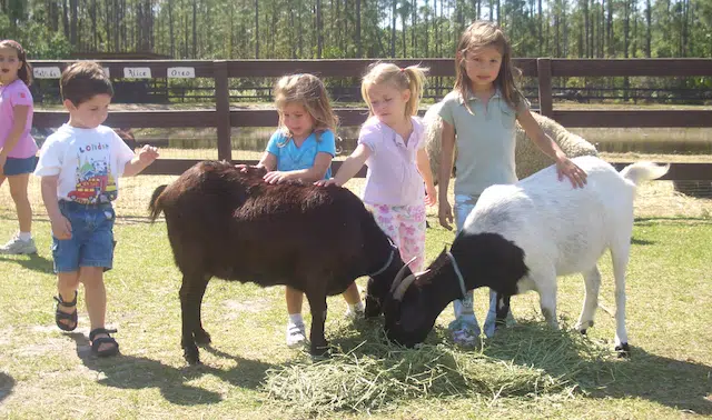 Petting Zoo