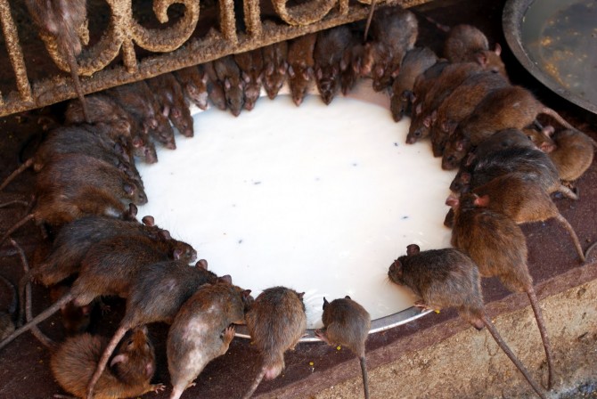 Rat Invasion - Deshnoke, India