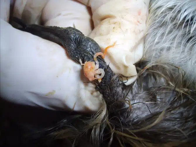 Worst Parasites - Filarial Worm