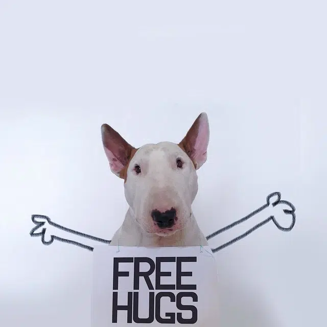 Bull Terrier Cute Illustrations 6