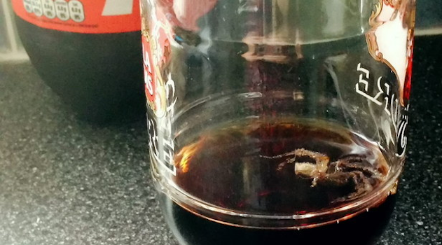 Dead Spider Coca Cola Bottle