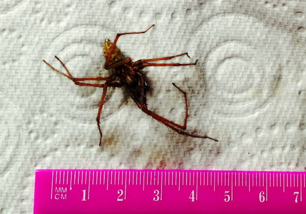 Dead Spider