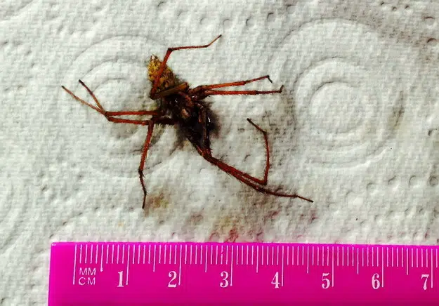 Dead Spider