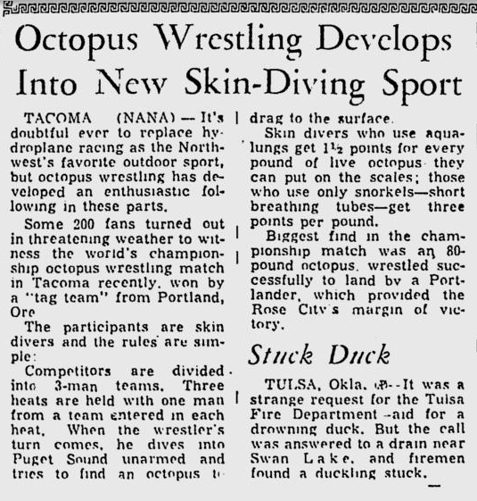 Giant Octopus Wrestling - newspaper cutting