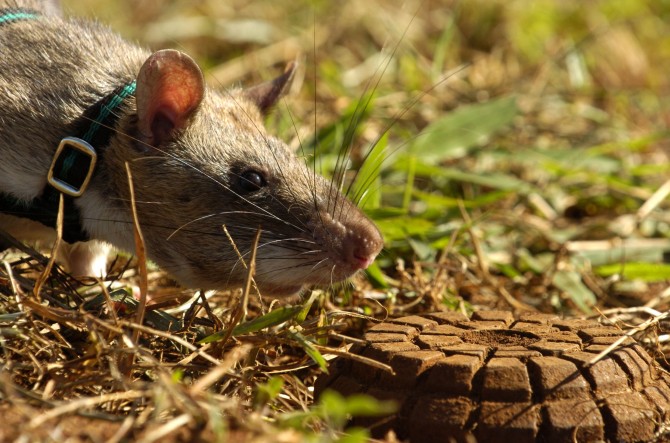Mozambique - Hero Rats Sniff Out Mines