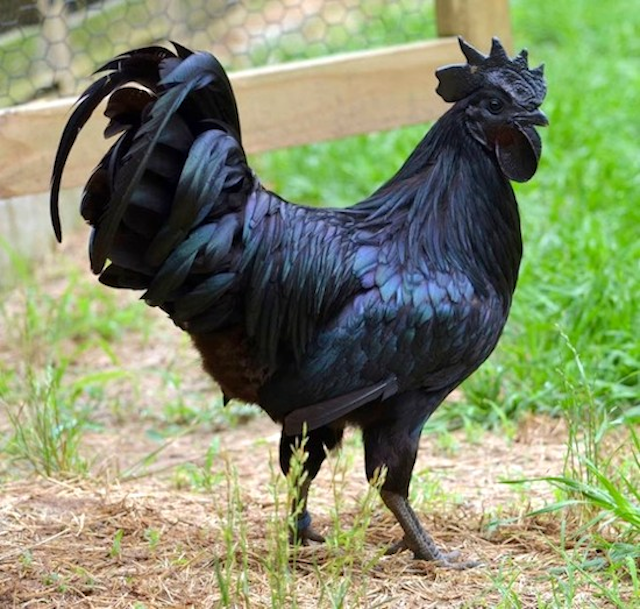 Rare Black Chicken 4