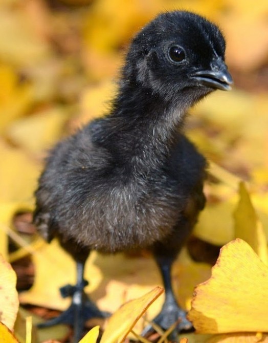 Rare Black Chicken 7