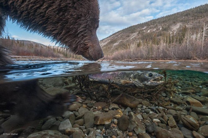 Wildlife Photographer Of The Year - 'Whats This' by Peter Mather
