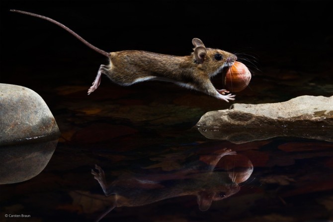 Wildlife Photographer Of The Year - 'Yellow-Necked Mouse' by Carsten Braun