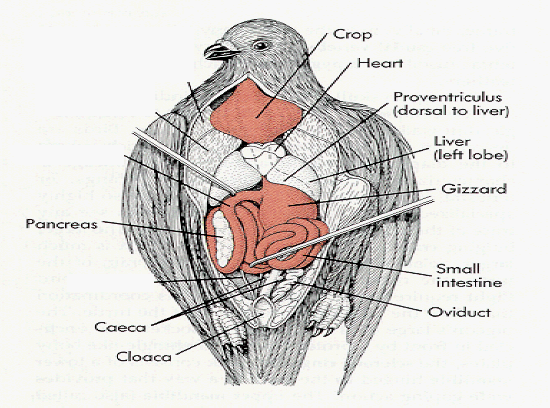 China Pigeon Anus Check - Anatomy