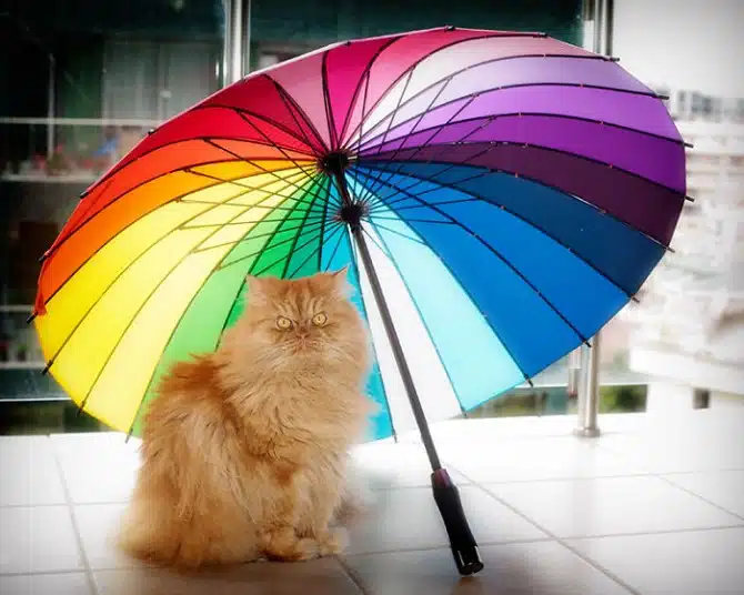 Garfi 5