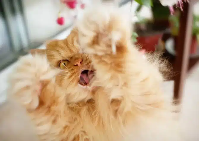 Garfi 7