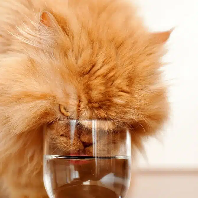 Garfi 8