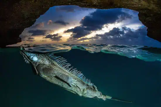 National Geographic 21