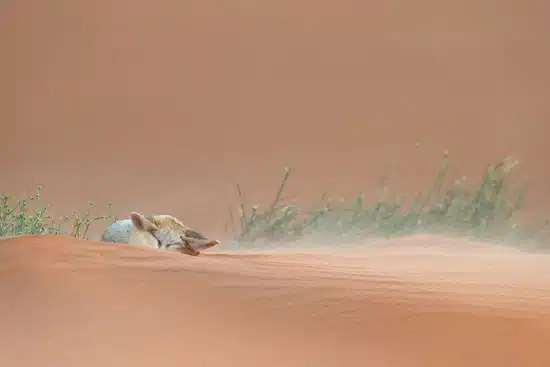 National Geographic 22