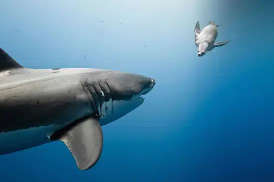 National Geographic 41