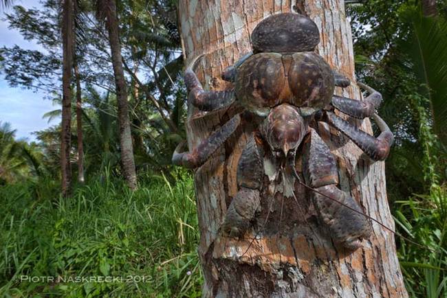 Coconut Crab 4