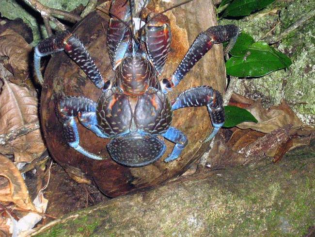 Coconut Crab 5