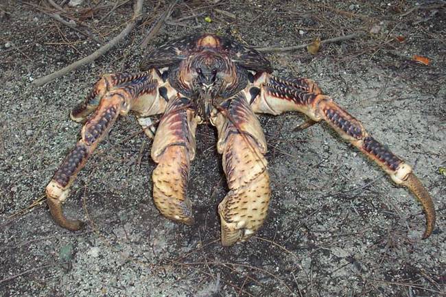 Coconut Crab 7