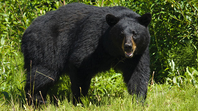 Exotic Pet - Black Bear Attack