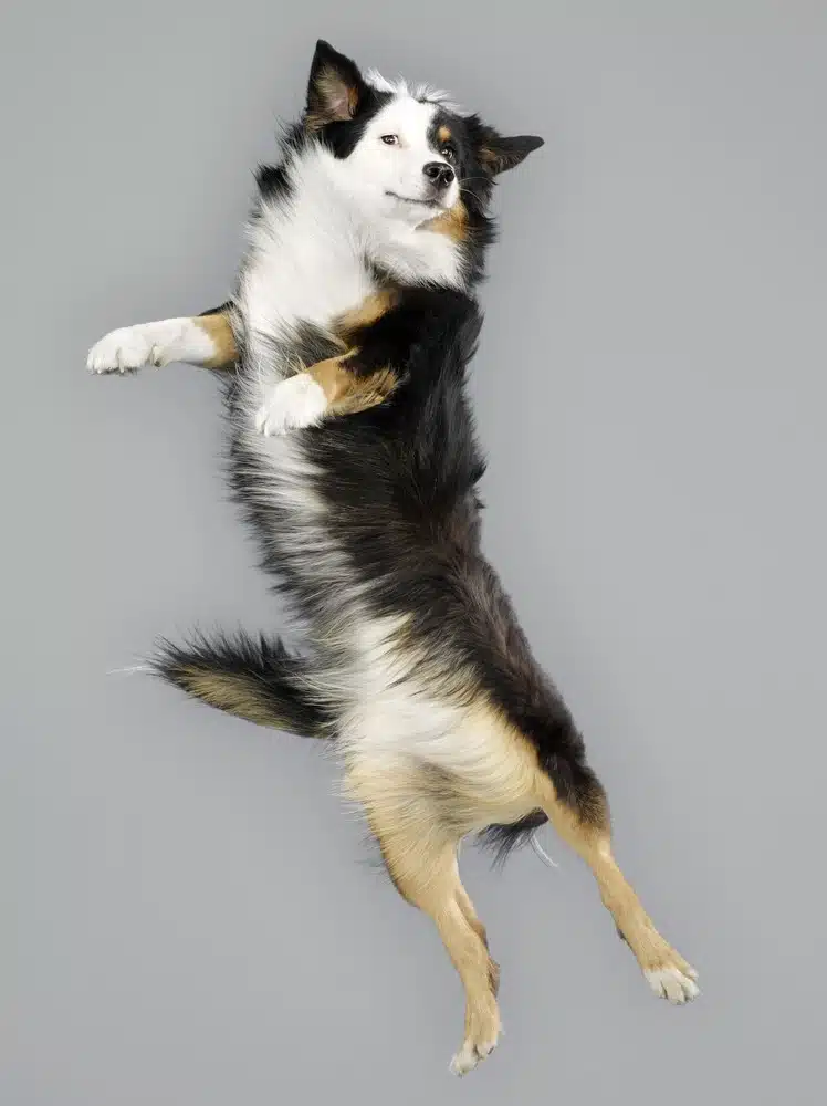 Flying Dogs 13
