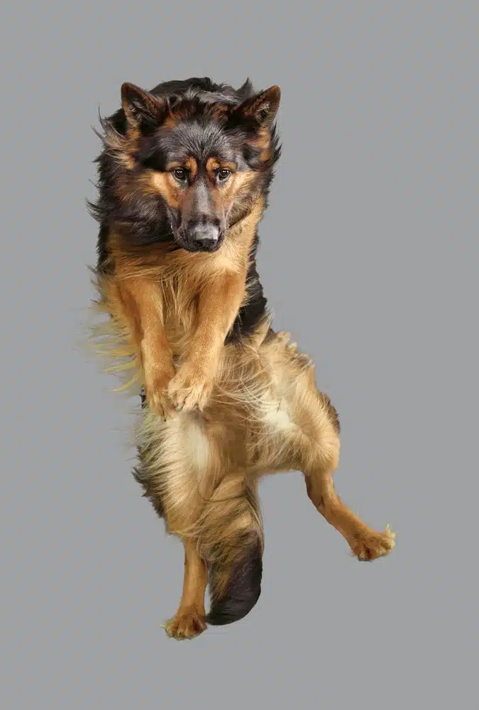 Flying Dogs 14