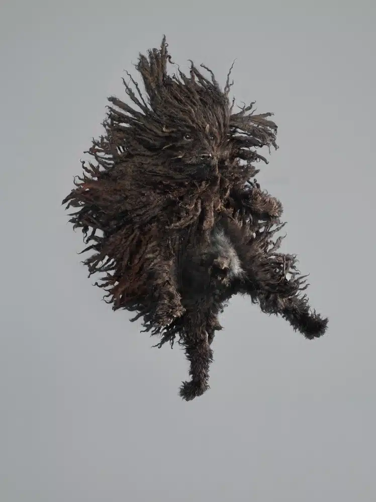 Flying Dogs 3