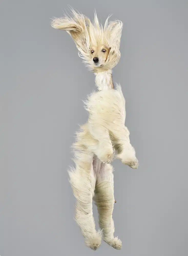 Flying Dogs 4