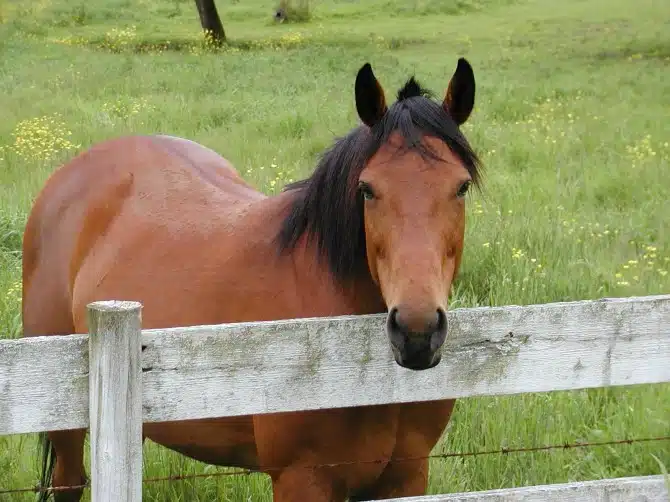Horses 2