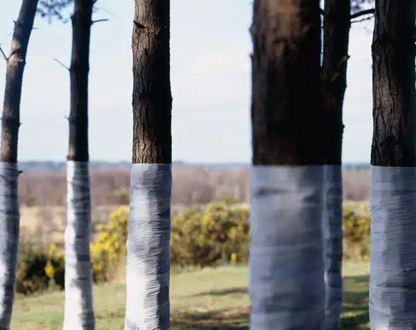Zander Olsen - Tree, Line - Flat Line 2005