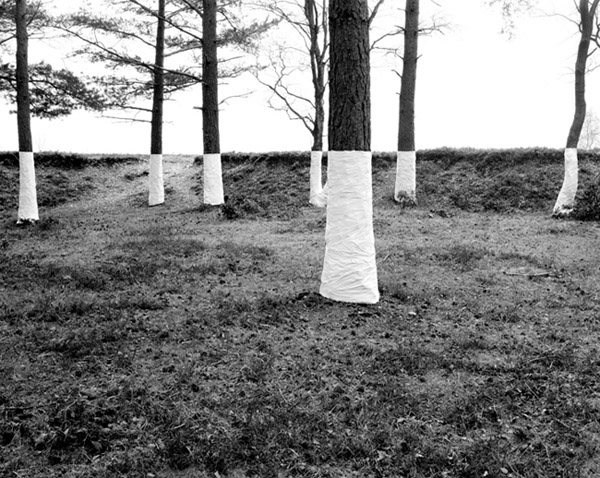 Zander Olsen - Tree, Line - No Mans Land 2004