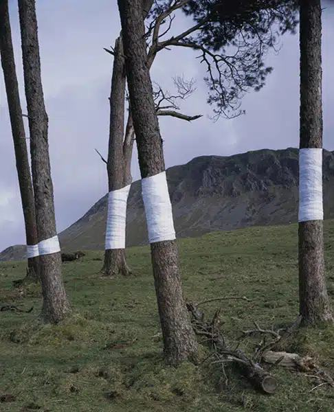Zander Olsen - Tree, Line - Untitled (Cader) 2008