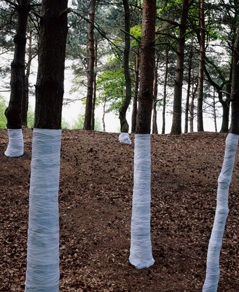 Zander Olsen - Tree, Line - Untitled (Corbi) 2005