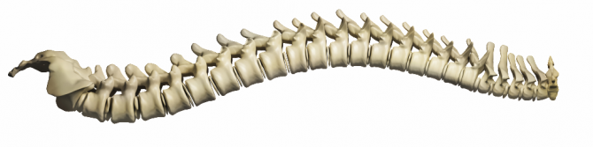 Alternative Therapy - spine