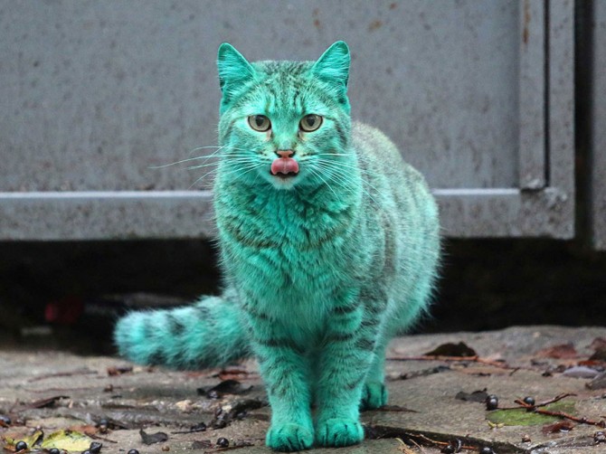 Green Cat 1