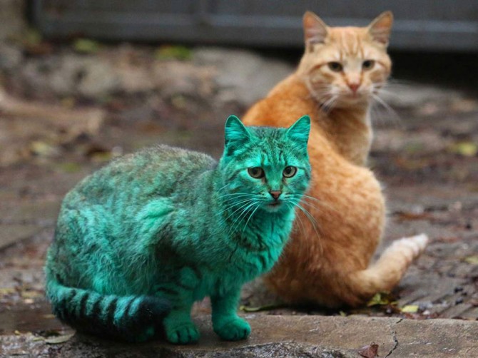 Green Cat 2