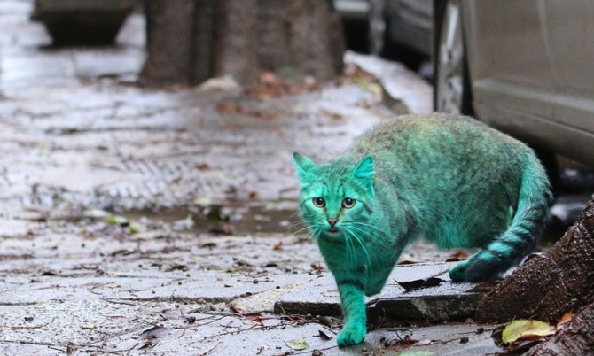 Green Cat 3