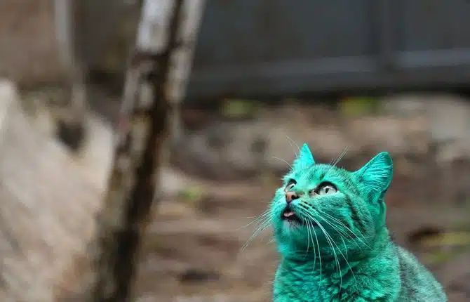 Green Cat 6