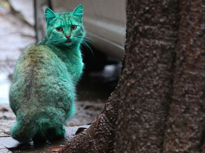 Green Cat 7