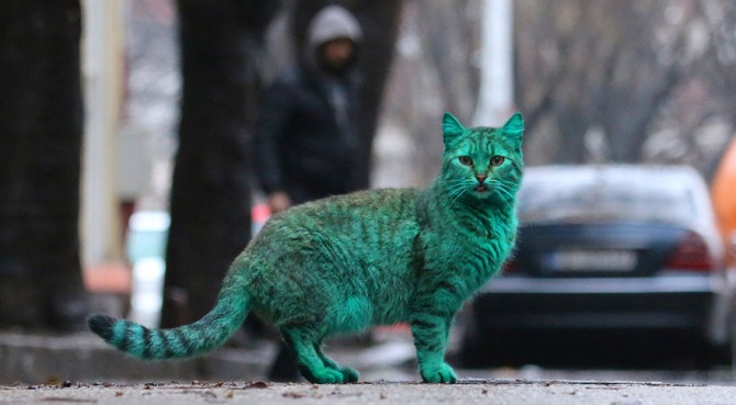 Green Cat 8