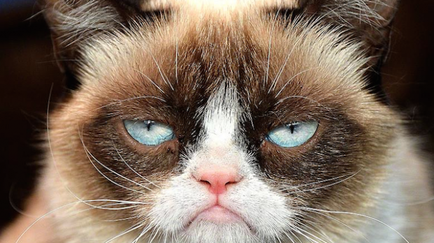 Grumpy Cat