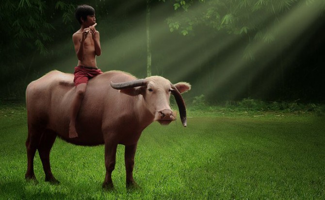 Herman Damar Indonesia - cow and flute
