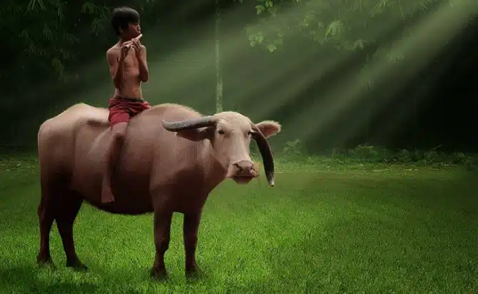 Herman Damar Indonesia - cow and flute