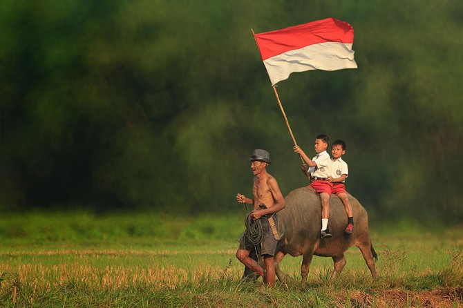 Herman Damar Indonesia - flag on cow