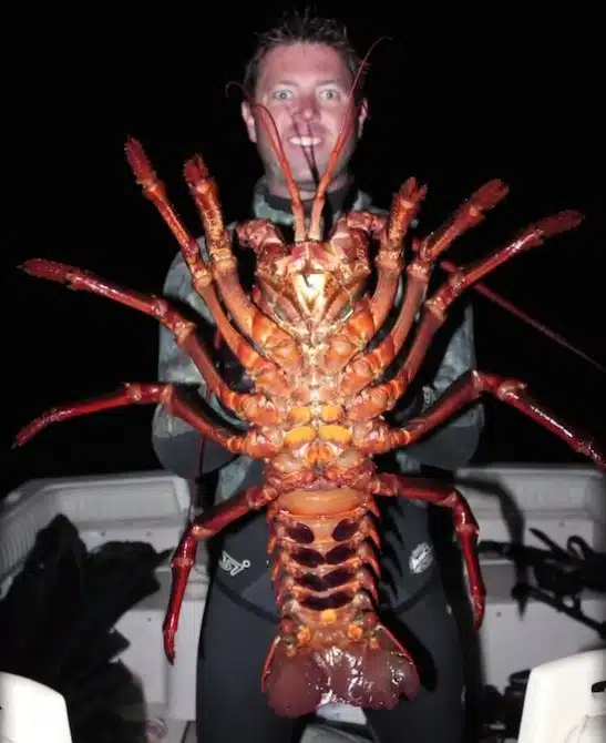 Lobster