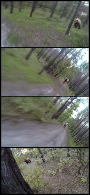 Reddit Fake Bear Shots