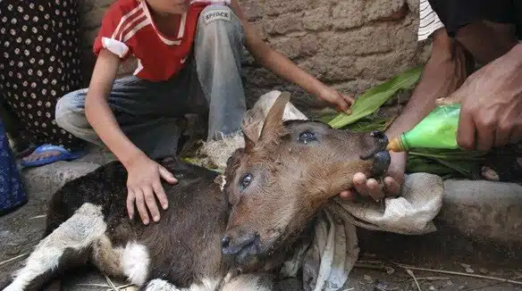 Two Faced Cat - cow